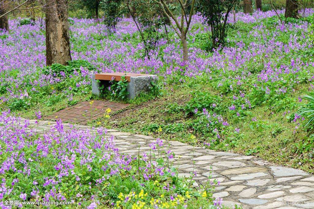 邊坡生態(tài)修復苗木