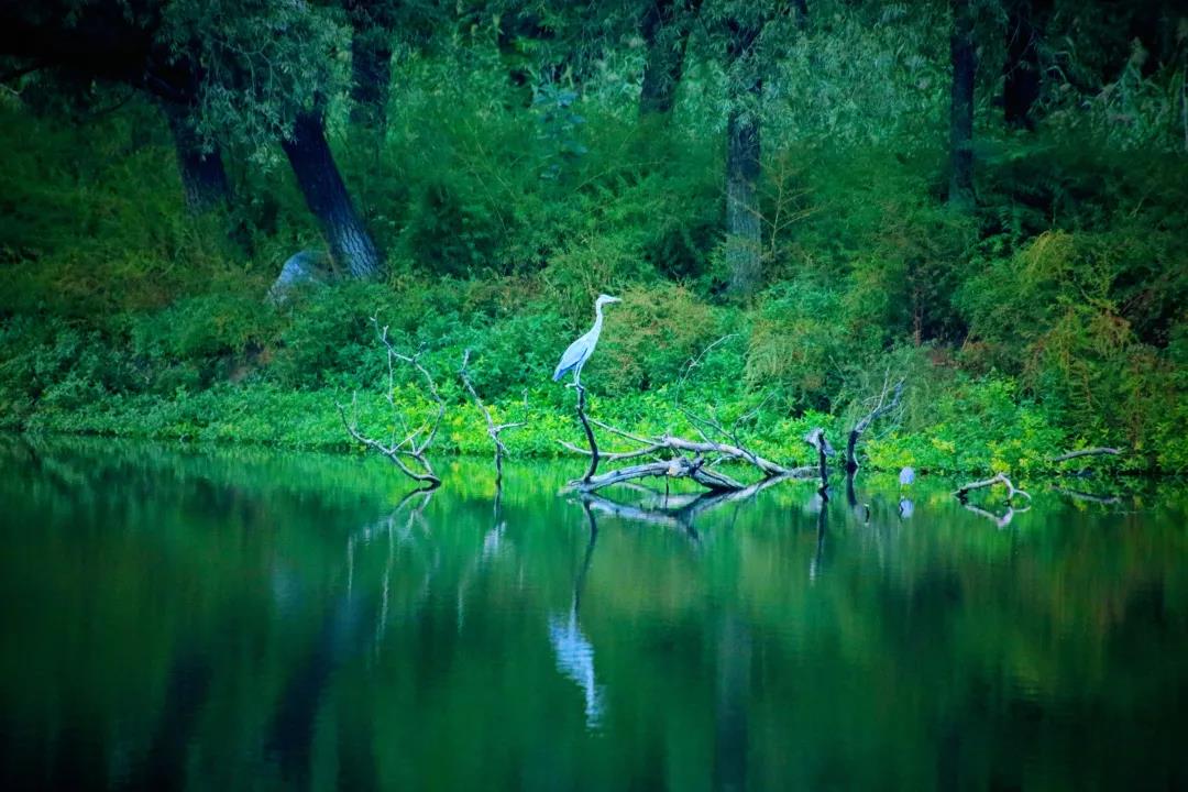 北京市級(jí)濕地達(dá)47塊